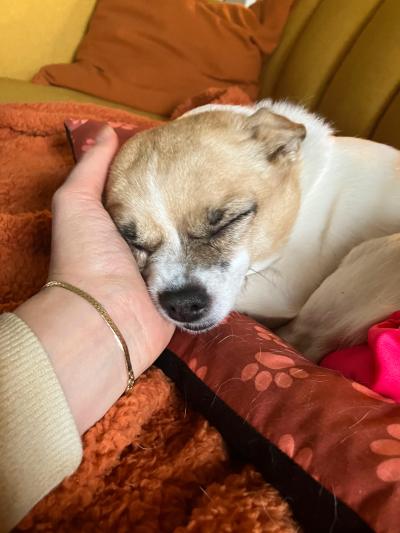 Person's hand cradling and petting Java the dog who is lying on a cushion