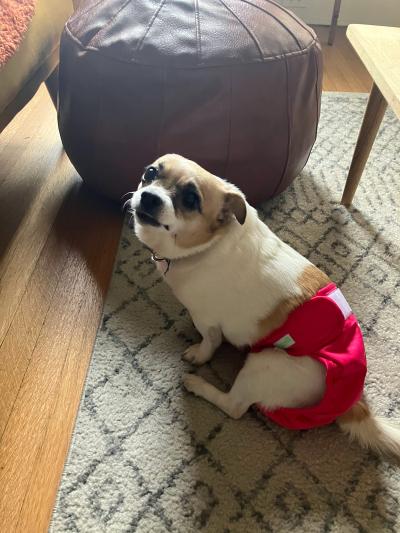 Java the dog wearing a diaper and diaper cover sitting on a carpet next to an ottoman