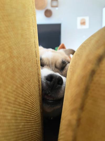 Java with her head between the couch cushions