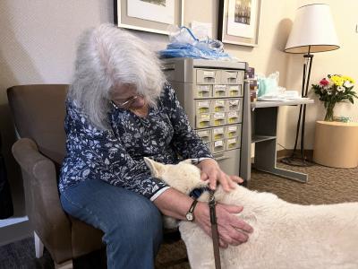 Jovie the dog comforting a person who is sitting in a chair petting her