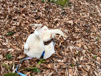 Jovie the dog rolling in the fallen leaves