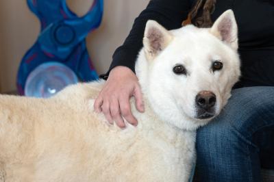 Person with hand affectionately on the back of Jovie the dog's neck