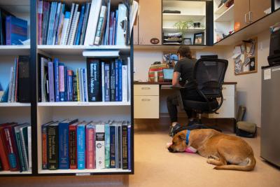 Karigan the dog lying on the floor next to a person in an office chair working on a computer