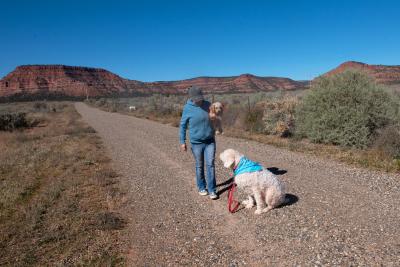 Edna the adventure dog while Kathy is out on a walk with another dog