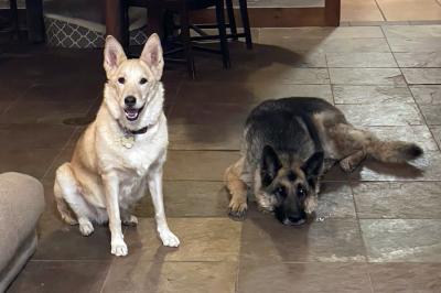 Lulu the dog next to another shepherd inside their home
