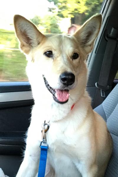 Lulu the dog smiling while in a car