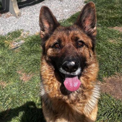 Merlot the German shepherd, outside smiling with tongue out