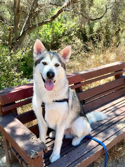 Midas the dog sitting on a bench