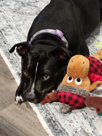 Molasses the dog lying on a rug next to a stuffed toy