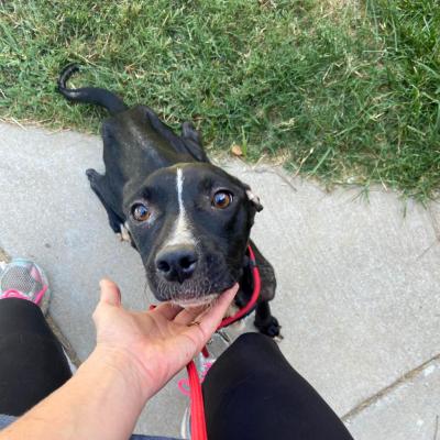 Molasses the dog looking up, with a person's hand cupping her chin