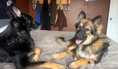 Lars the dog lying next to another shepherd on a large dog bed