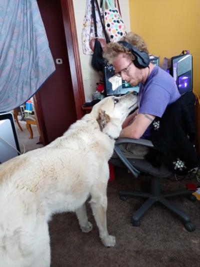 Ollie the dog looking up at his person wearing headphones