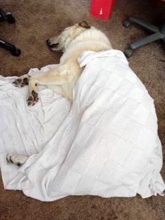 Ollie the dog sleeping, tucked in a blanket