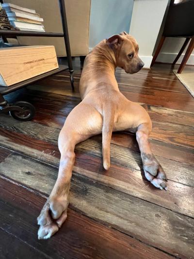 Potato the dog lying on a wooden floor, seen from the back, with his back legs sprawled out