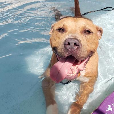 Potato the dog lying in some water with his tongue out