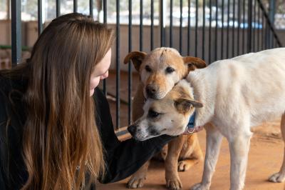 Person petting Butterfly and Dorian the dogs in front next to a fence