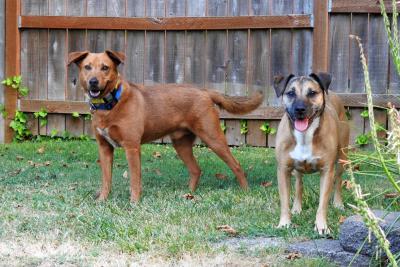 Smokey the dog with another canine friend