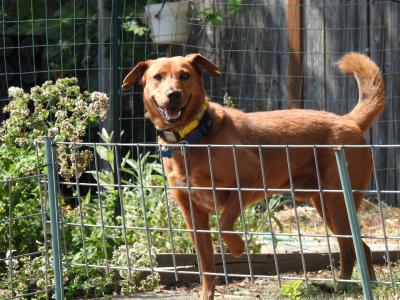 Smokey the dog outside in a fenced area