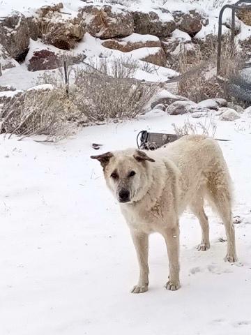 Ollie the dog standing outside in the snow