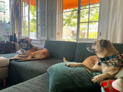 Southeast the dog lying on a couch looking at his reflection