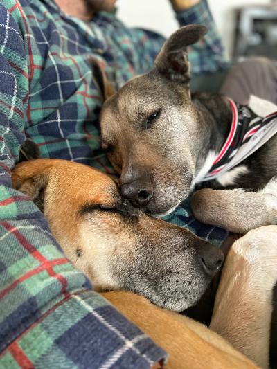 Peter the dog snuggling with another dog on a couch