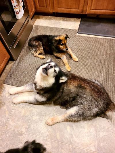 Spaghetti the dog lying next to Thor the husky