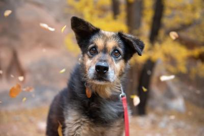 Spaghetti the dog with some woods an leaves falling around him