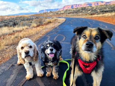 Spaghetti the dog, outside on a walk with two other dogs