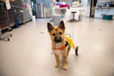 Spearmint Sally as a puppy in a little wheelchair