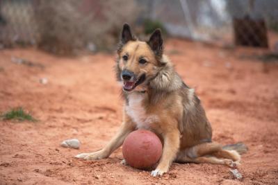 Spearmint Sally playing with a ball in the sand