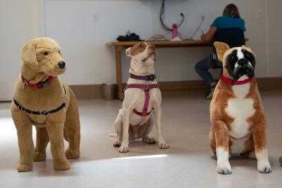 Taquito the dog in between two lifesize plush dogs