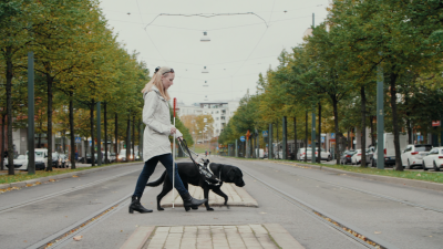 Blind person with a cane and seeing eye dog crossing a street