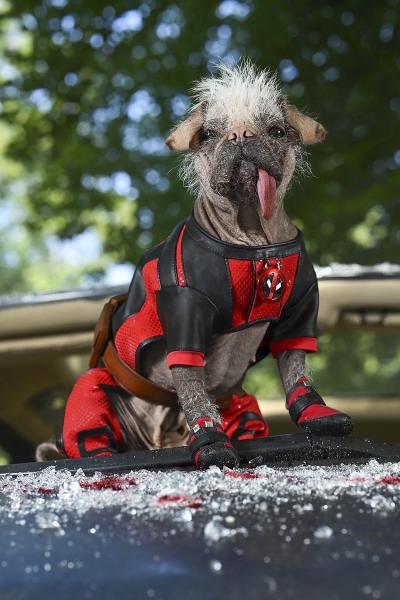 Peggy the dog with her tongue sticking out wearing her Dogpool outfit