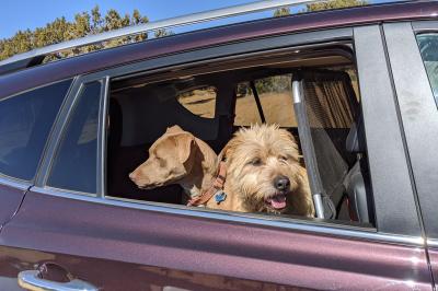 Ron Swanson and Pancake the dogs in the back seat of a vehicle with the window rolled down