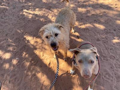 The two dogs Ron Swanson and Pancake out for a walk together