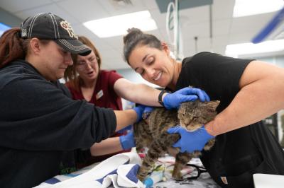 Best Friends veterinary staff examining Pico the cat after the transport during the Los Angeles wildfires