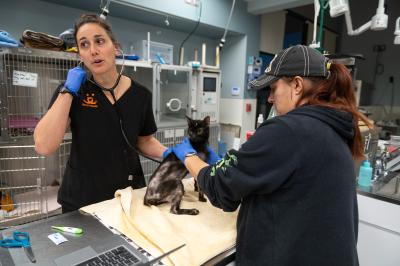 Veterinary staff with Sunshine the cat