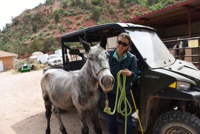 Dr. Tara leading a young Bug the horse