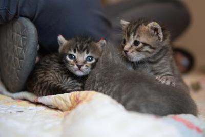 Three of the dragon kittens at someone's feet