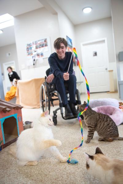 Sébastien playing with a wand fleece toy to with Theophiel and another cat