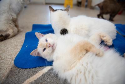 Theophiel and Paytrix the cats lying down next to each other