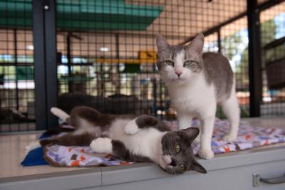 Eloise and Olivia the cats, one standing and one lying down on a blanket on a counter at Cat World