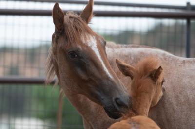 Emma Dean the mama horse nuzzling her foal Marina