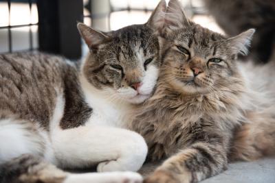 Eugene and Diana the cats snuggling next to each other