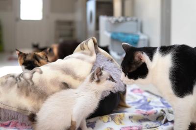 Evelyn the kitten nose-to-nose with a black and white cat