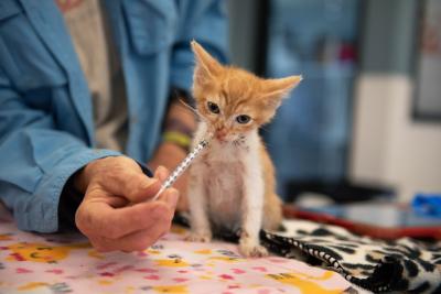 Person syringe feeding an orange and white kitten