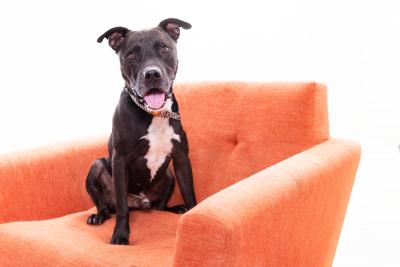 Captain the dog sitting in an orange chair