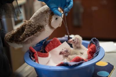 The stuffed toy owl being held next to the owlets