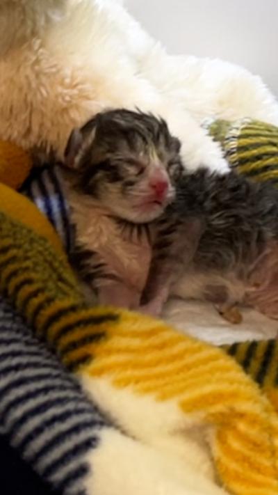 Fizz as a very young kitten on a blanket