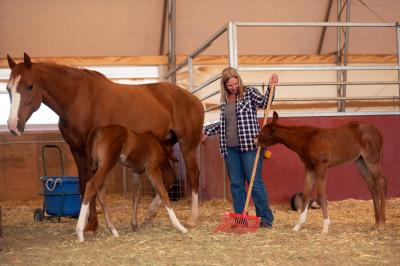 A person cleaning the area where a mare and two foals are standing